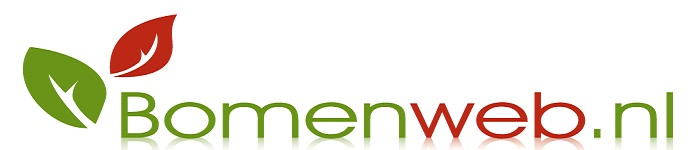 Waar kunt u bomen online kopen?